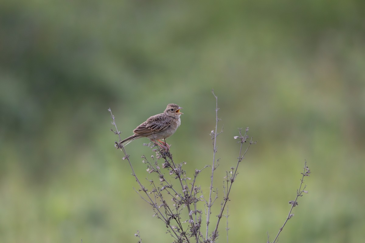 Singing Bushlark - ML638479601