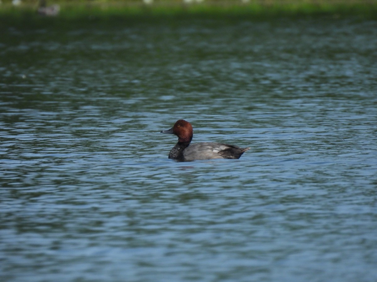 Redhead - ML638479772