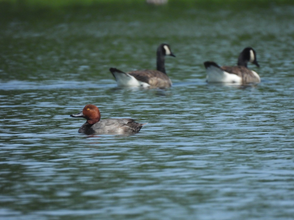 Redhead - ML638479773