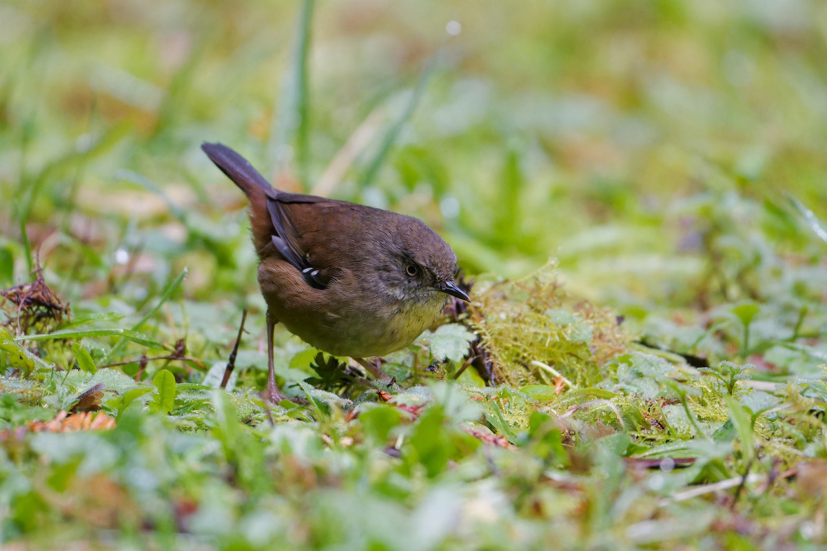 Weißbrauensericornis - ML638479816
