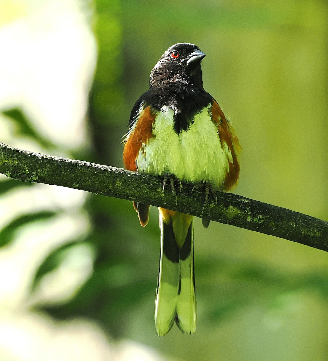 Eastern Towhee - ML638479874
