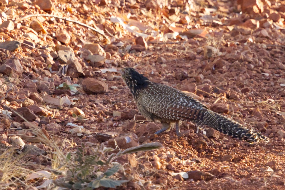 Pheasant Coucal (Pheasant) - ML638479888