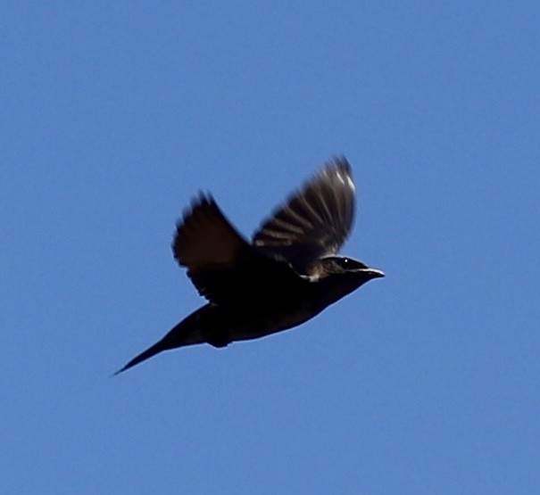 Purple Martin - ML638479911
