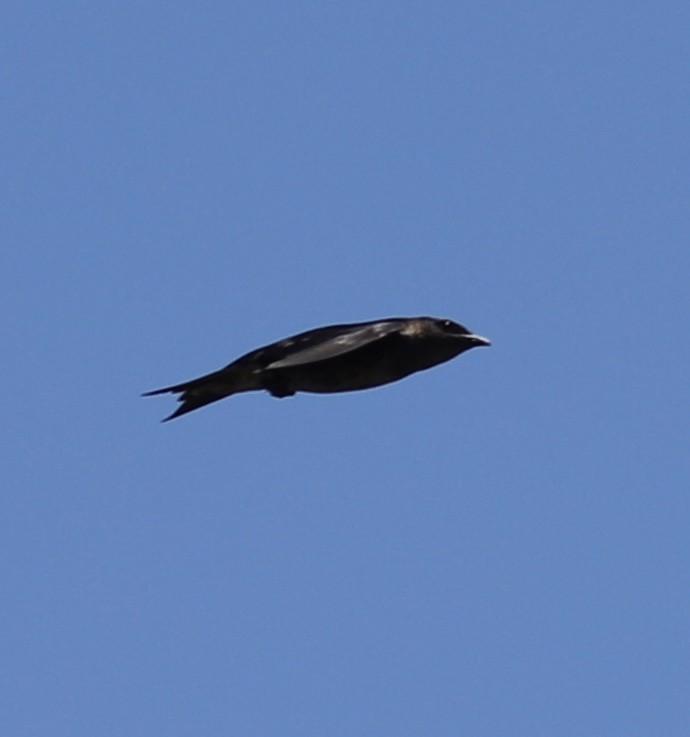 Purple Martin - ML638479912