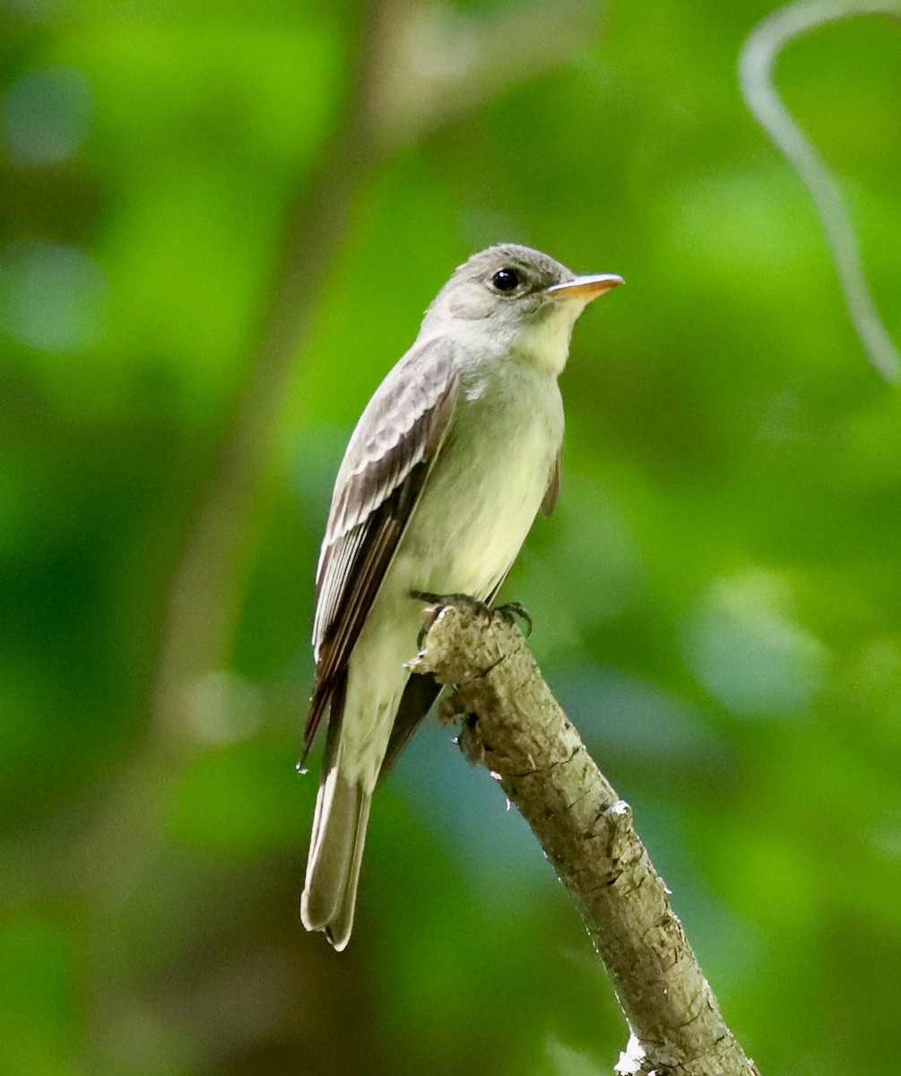 Eastern Wood-Pewee - ML638479917