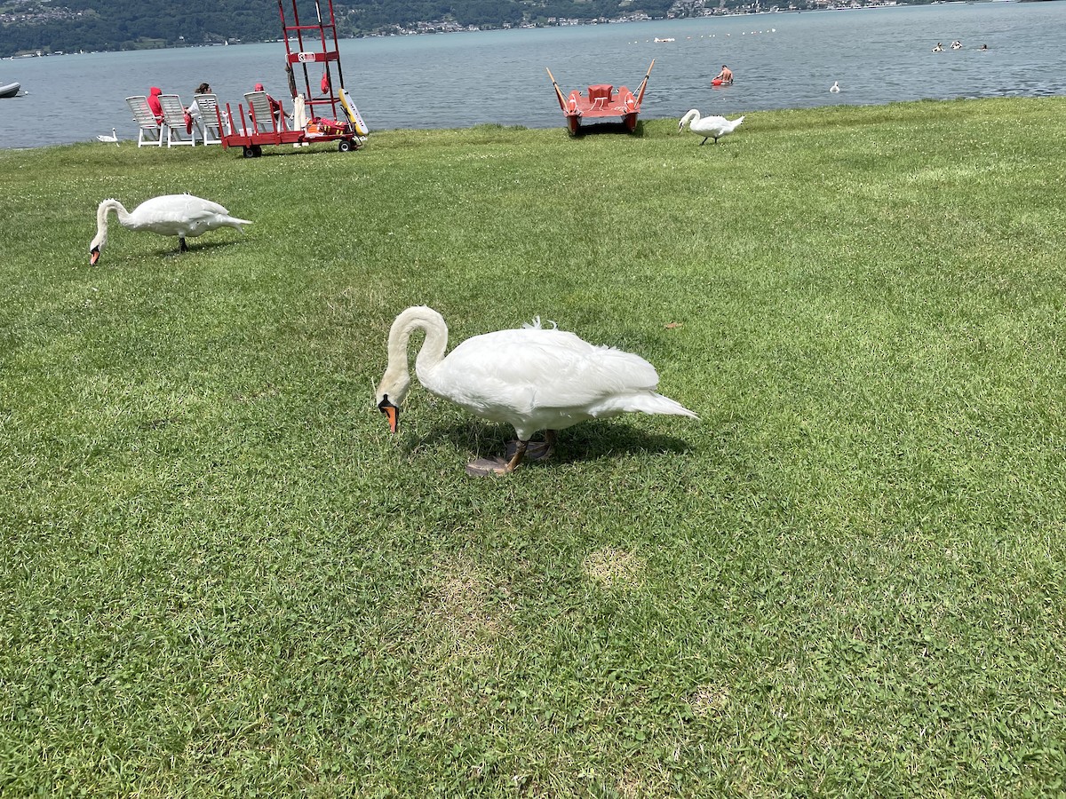 疣鼻天鵝 - ML638479926