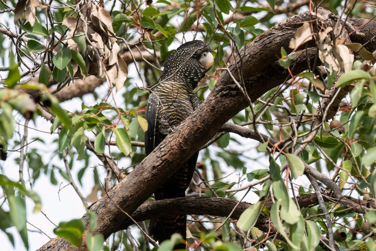Red-tailed Black-Cockatoo - ML638479954