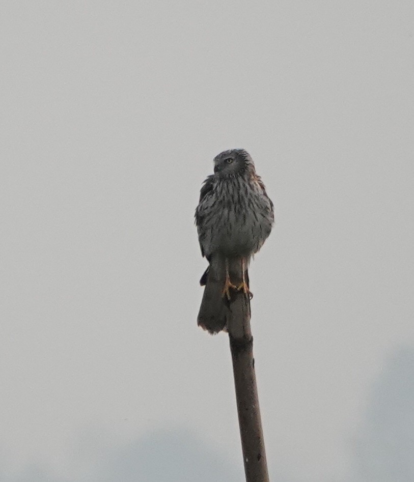 Pied Harrier - ML638479961