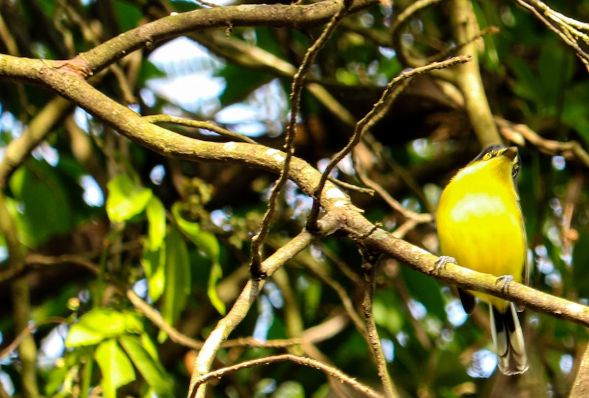 Common Tody-Flycatcher - ML638479986