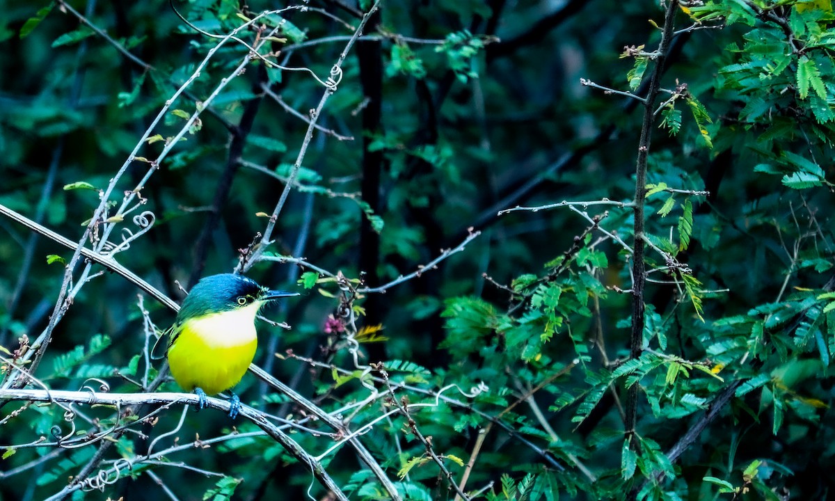 Common Tody-Flycatcher - ML638479988