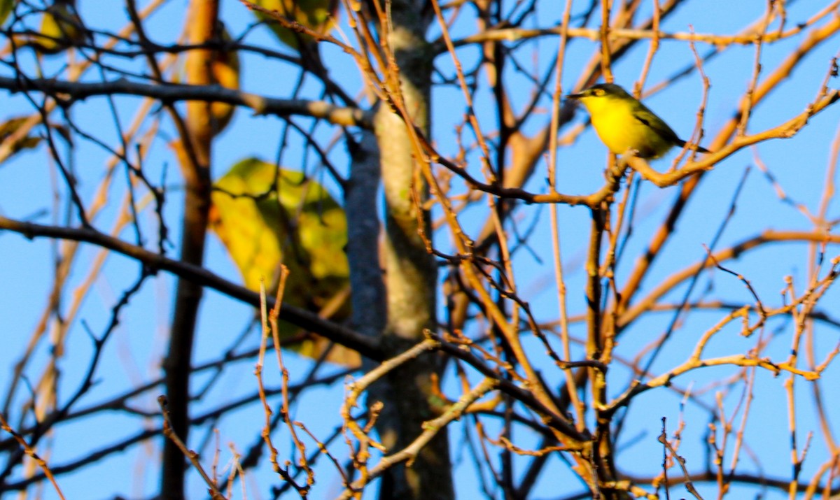 Common Tody-Flycatcher - ML638479993