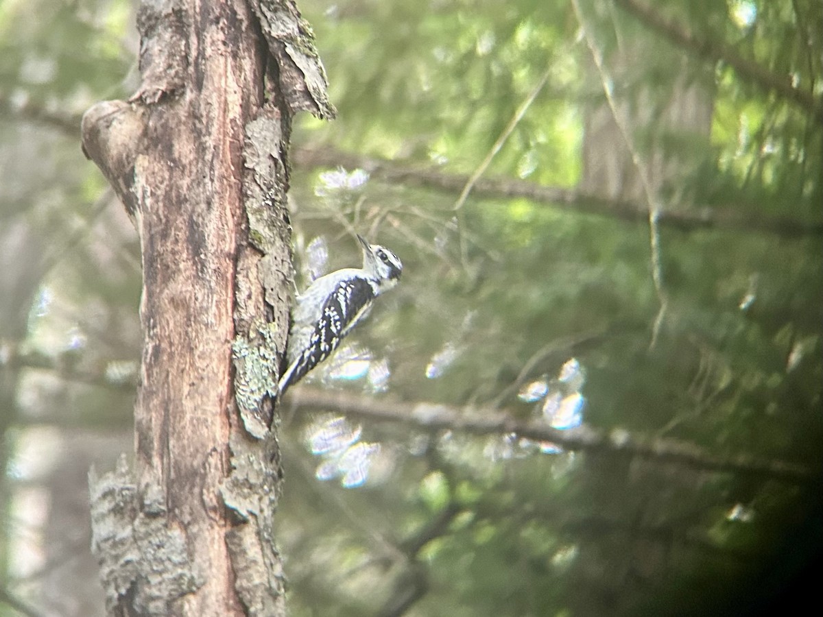 Downy Woodpecker - ML638479996