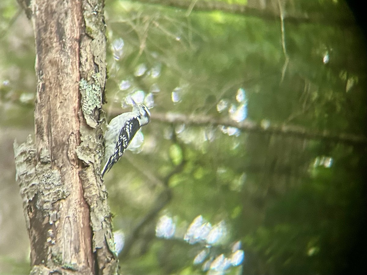 Downy Woodpecker - ML638479997