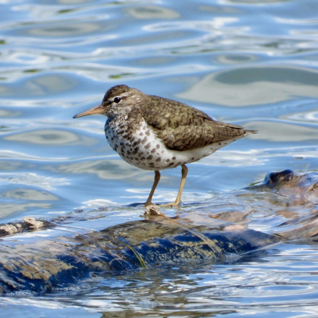 Spotted Sandpiper - ML638480069