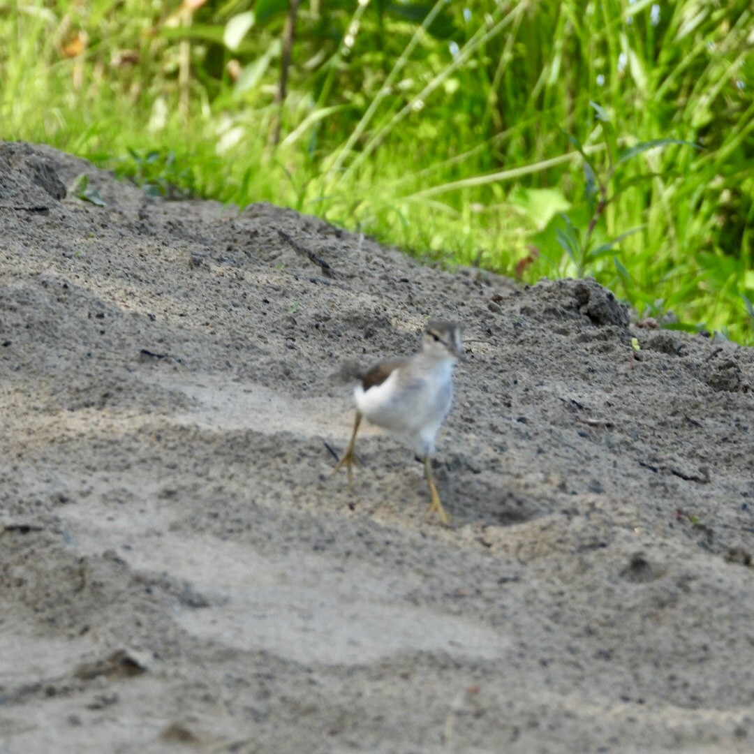 Spotted Sandpiper - ML638480070
