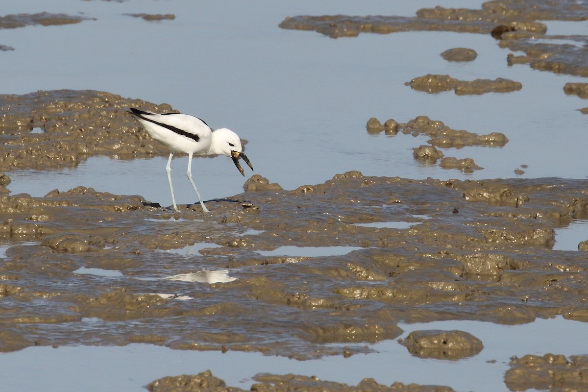 Crab-Plover - ML638480087
