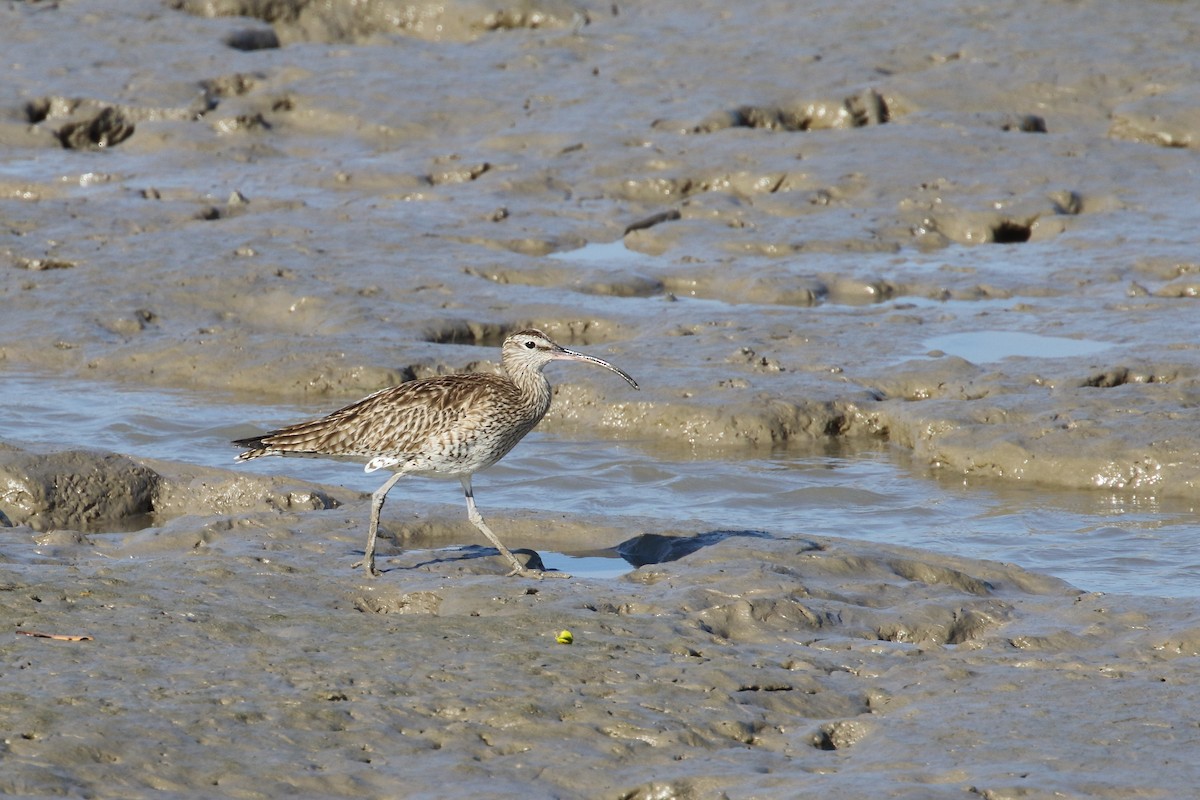 Eurasian Curlew - ML638480101