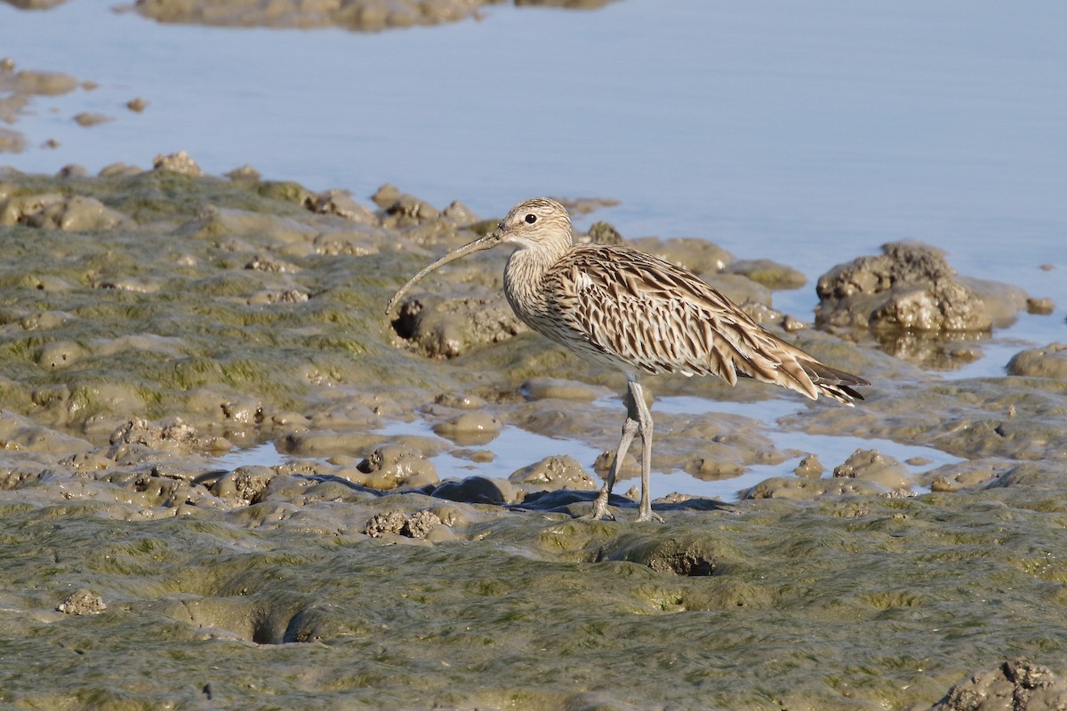 Eurasian Curlew - ML638480102