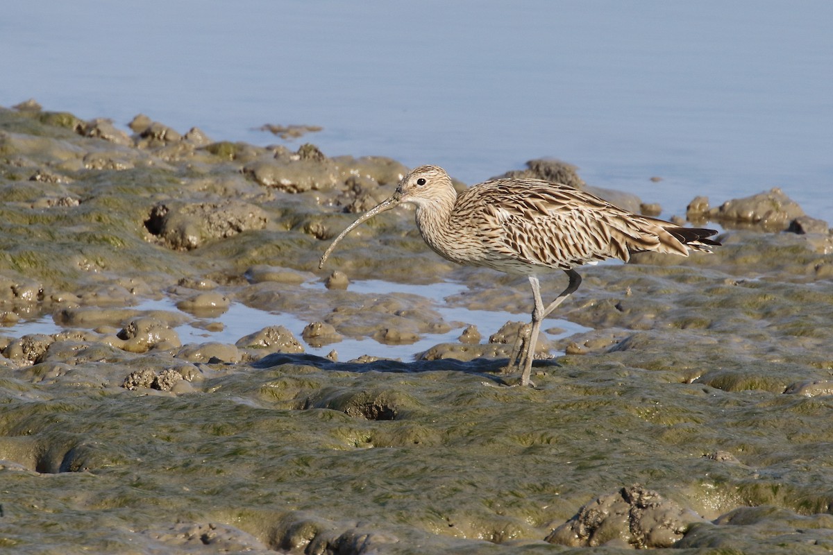 Eurasian Curlew - ML638480103
