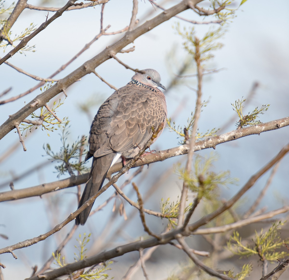 Spotted Dove - ML638480104