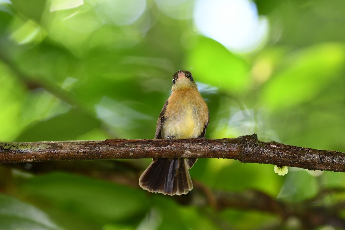 Black-tailed Flycatcher - ML638480125