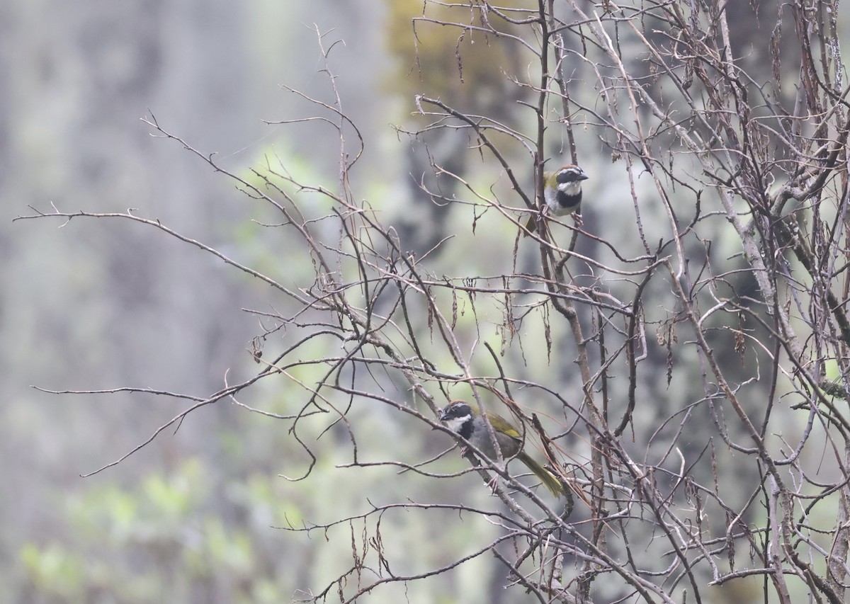 Collared Towhee - ML638480126