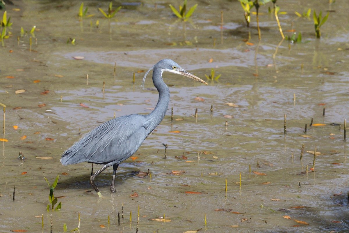 Western Reef-Heron - ML638480145