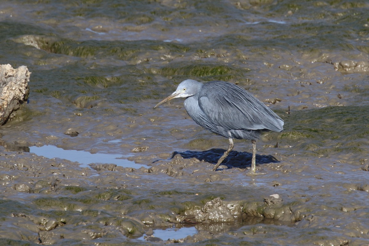 Western Reef-Heron - ML638480146