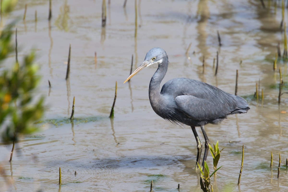Western Reef-Heron - ML638480147