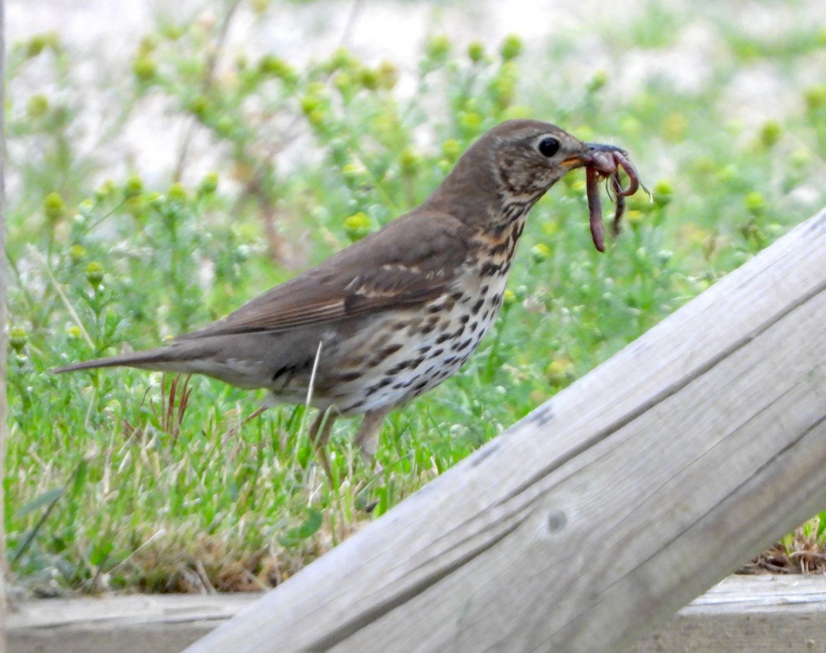 Song Thrush - ML638480169