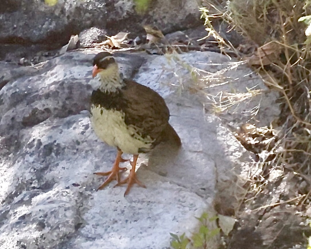 Francolin de Swierstra - ML638480188