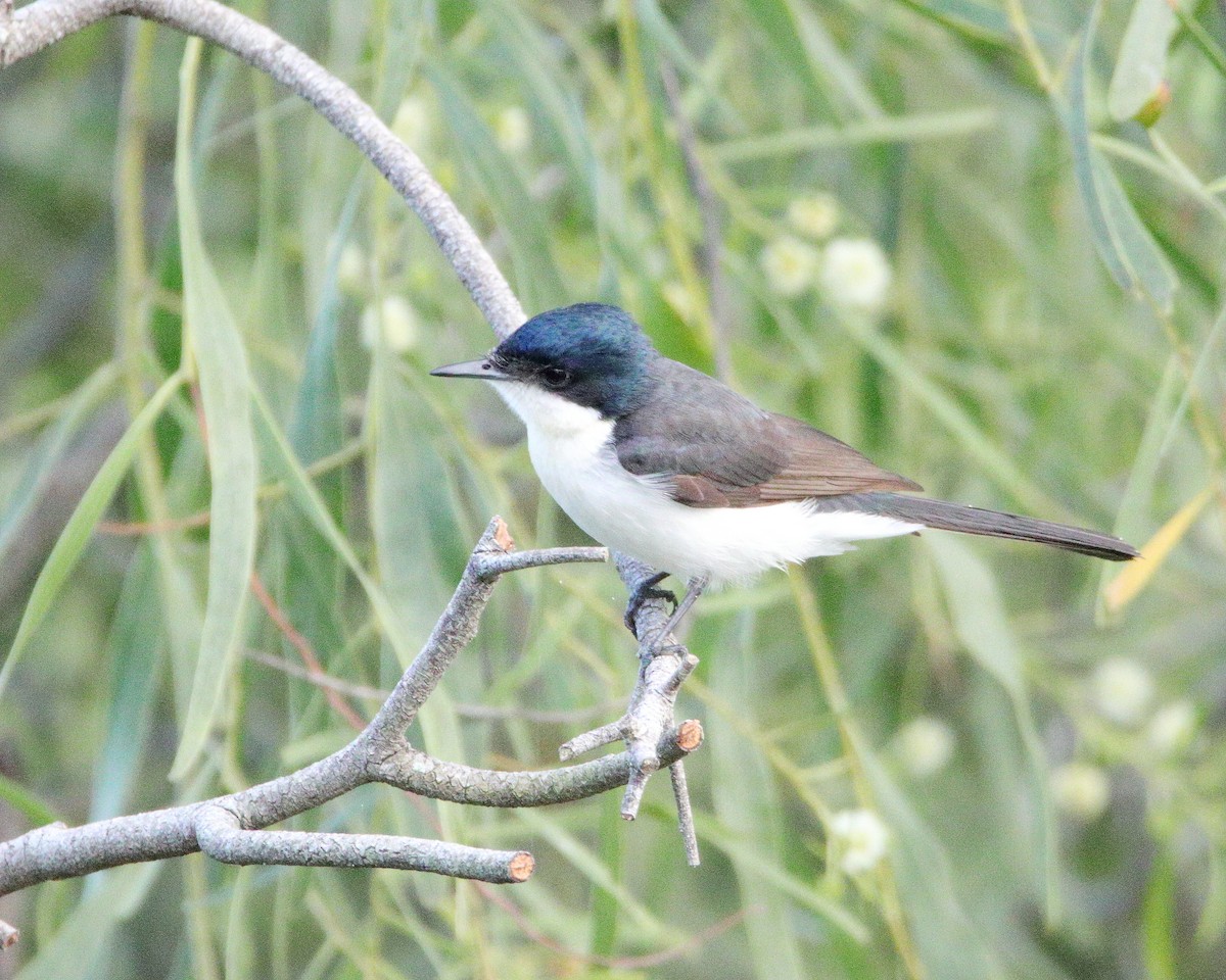 Restless Flycatcher - ML638480259