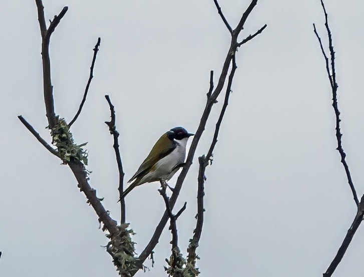 White-naped Honeyeater - ML638480270