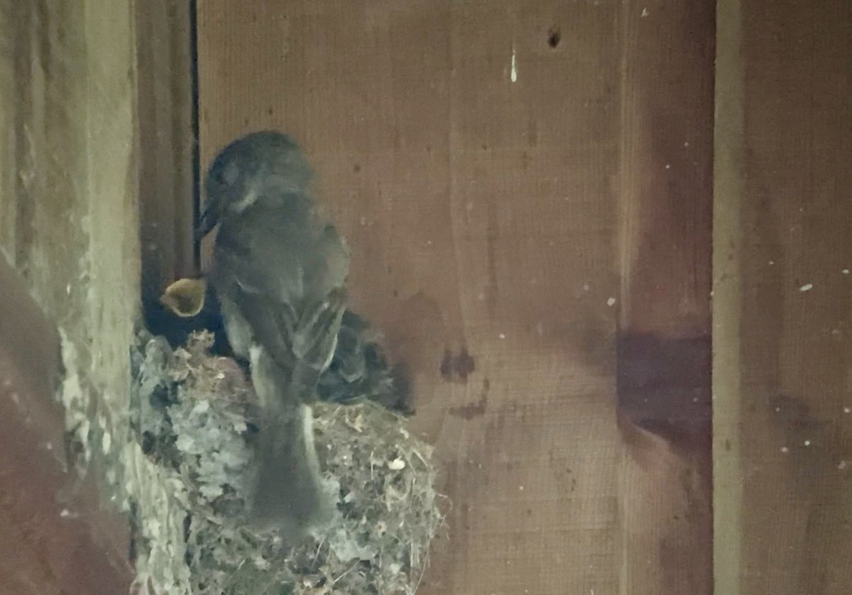 Eastern Phoebe - ML638480286