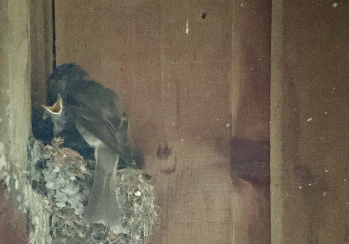 Eastern Phoebe - ML638480290