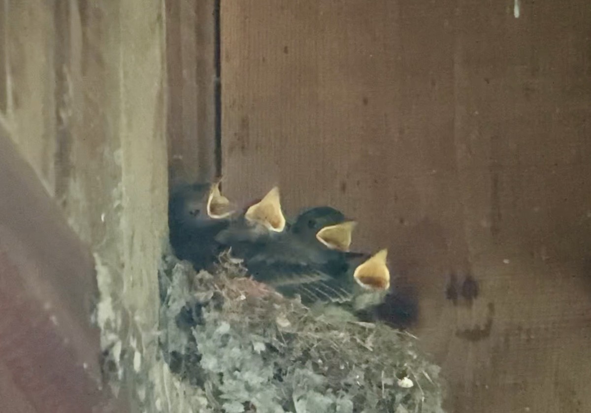 Eastern Phoebe - ML638480309