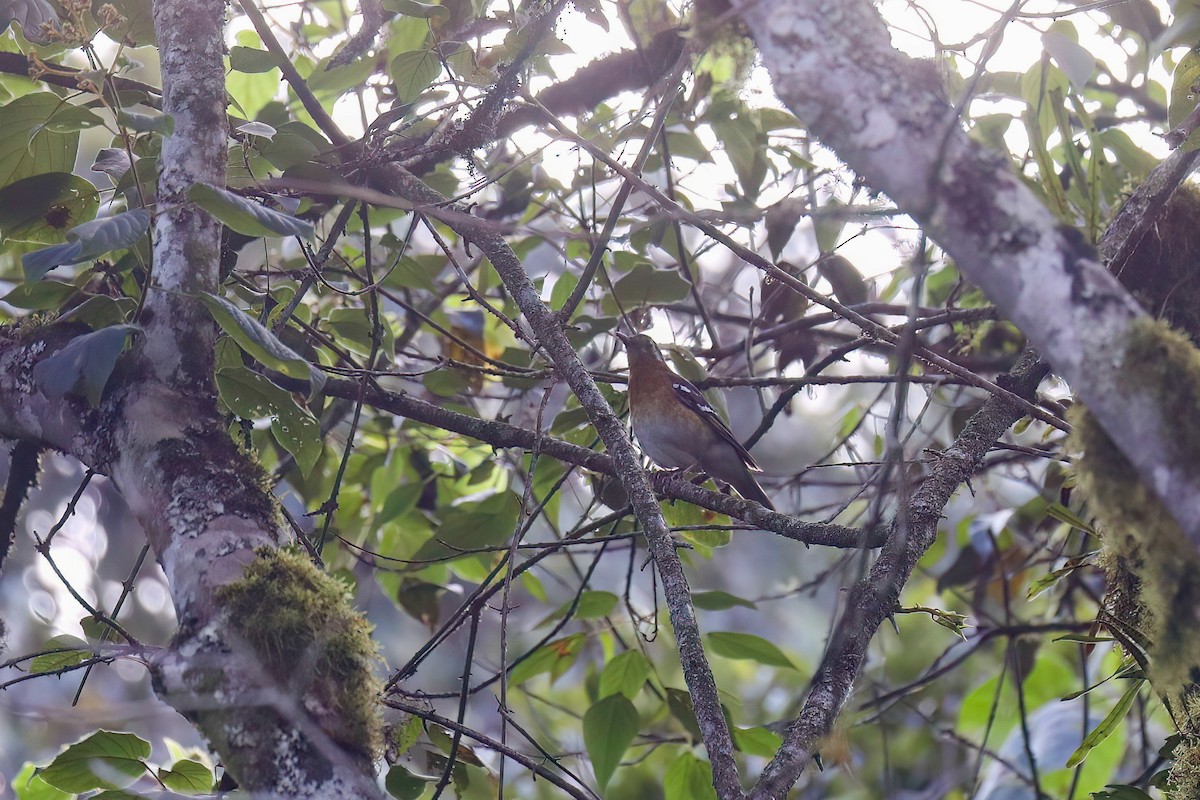 Orange Ground-Thrush - ML638480341