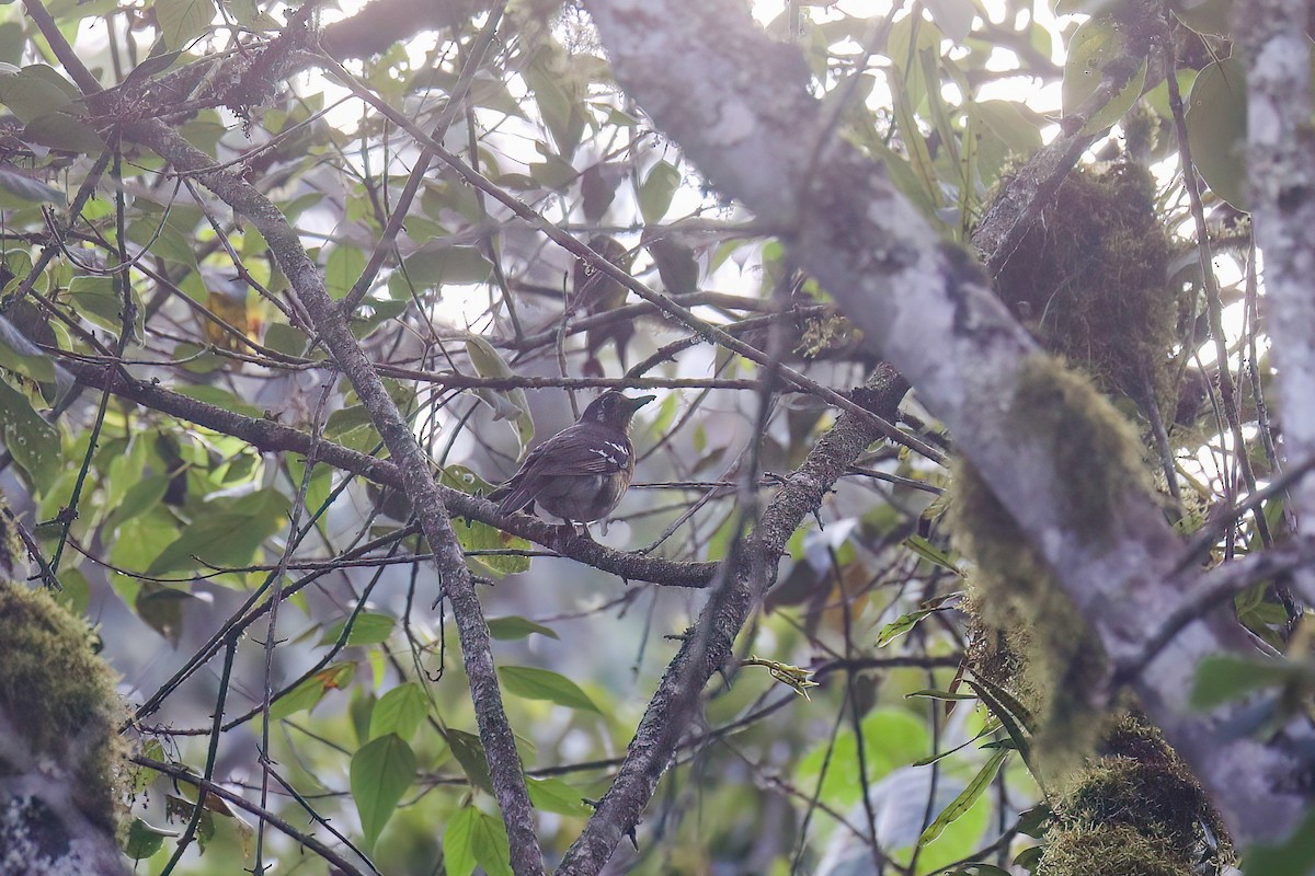 Orange Ground-Thrush - ML638480342