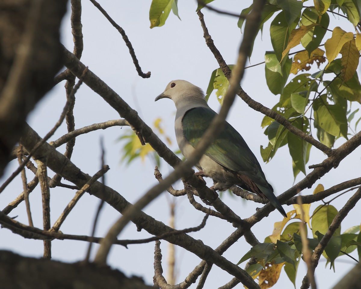 Green Imperial-Pigeon (Green) - ML638480348