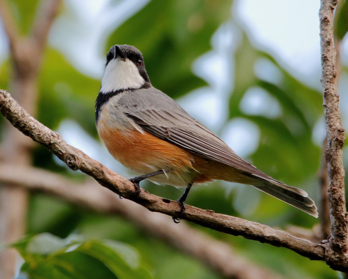 Rufous Whistler - ML638480355