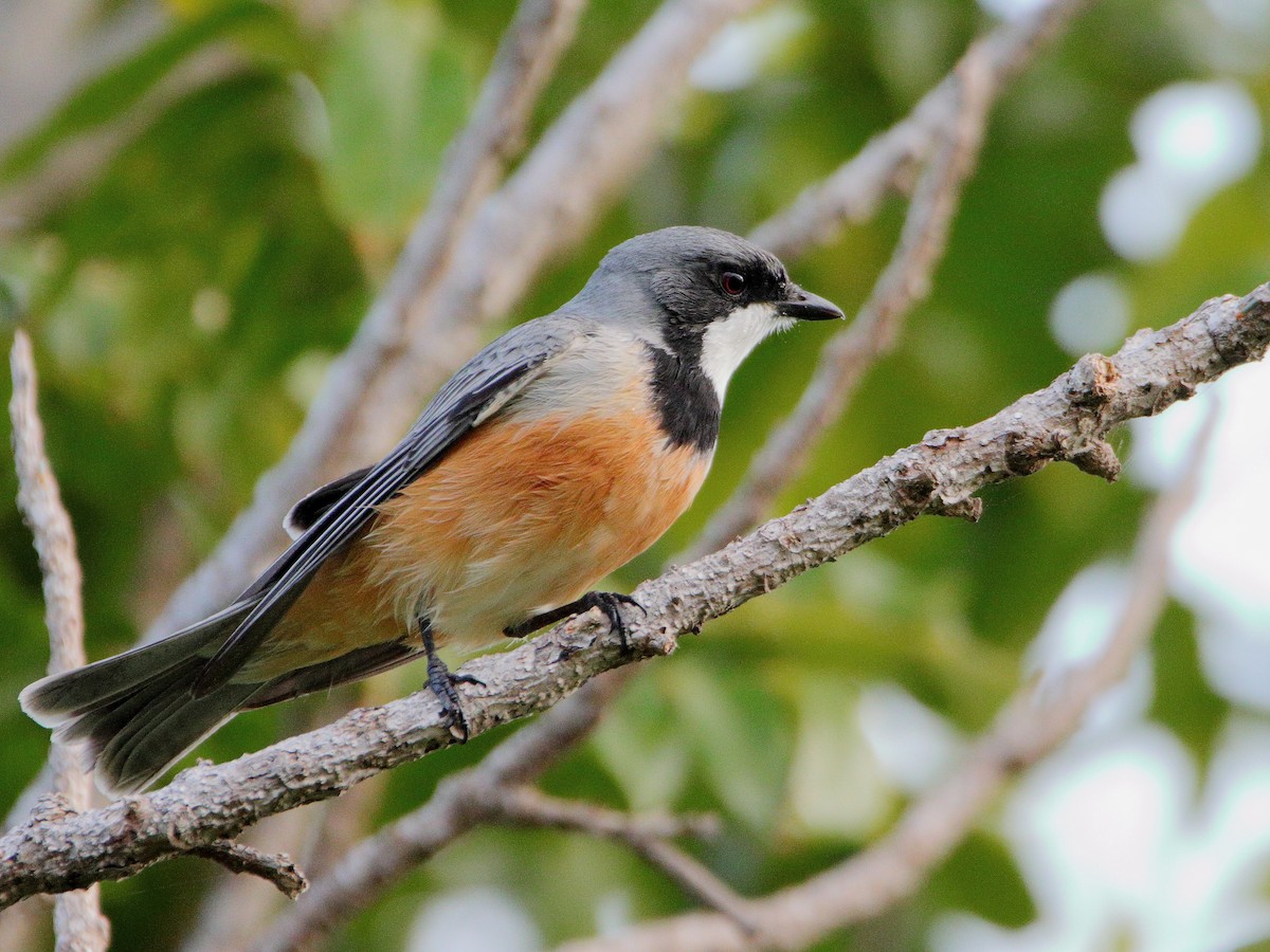 Rufous Whistler - ML638480356
