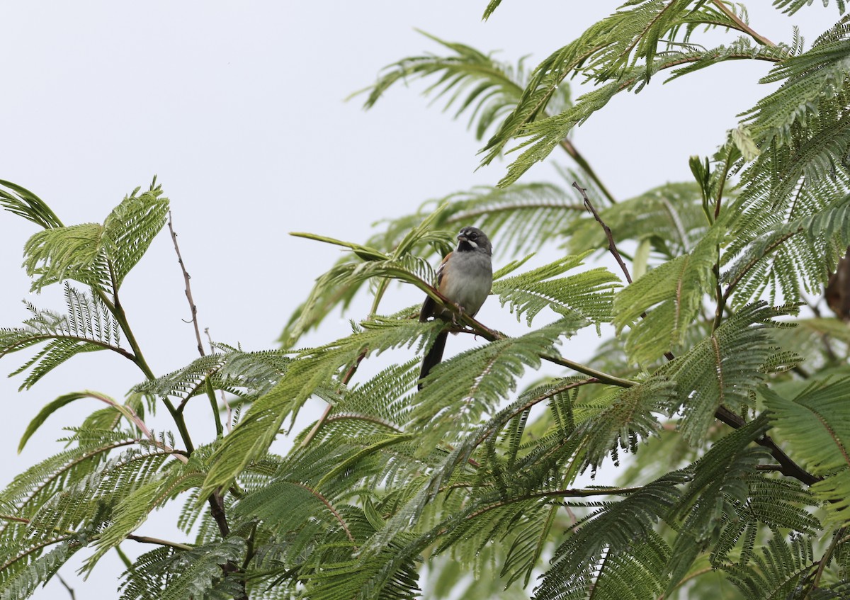 Bridled Sparrow - ML638480371