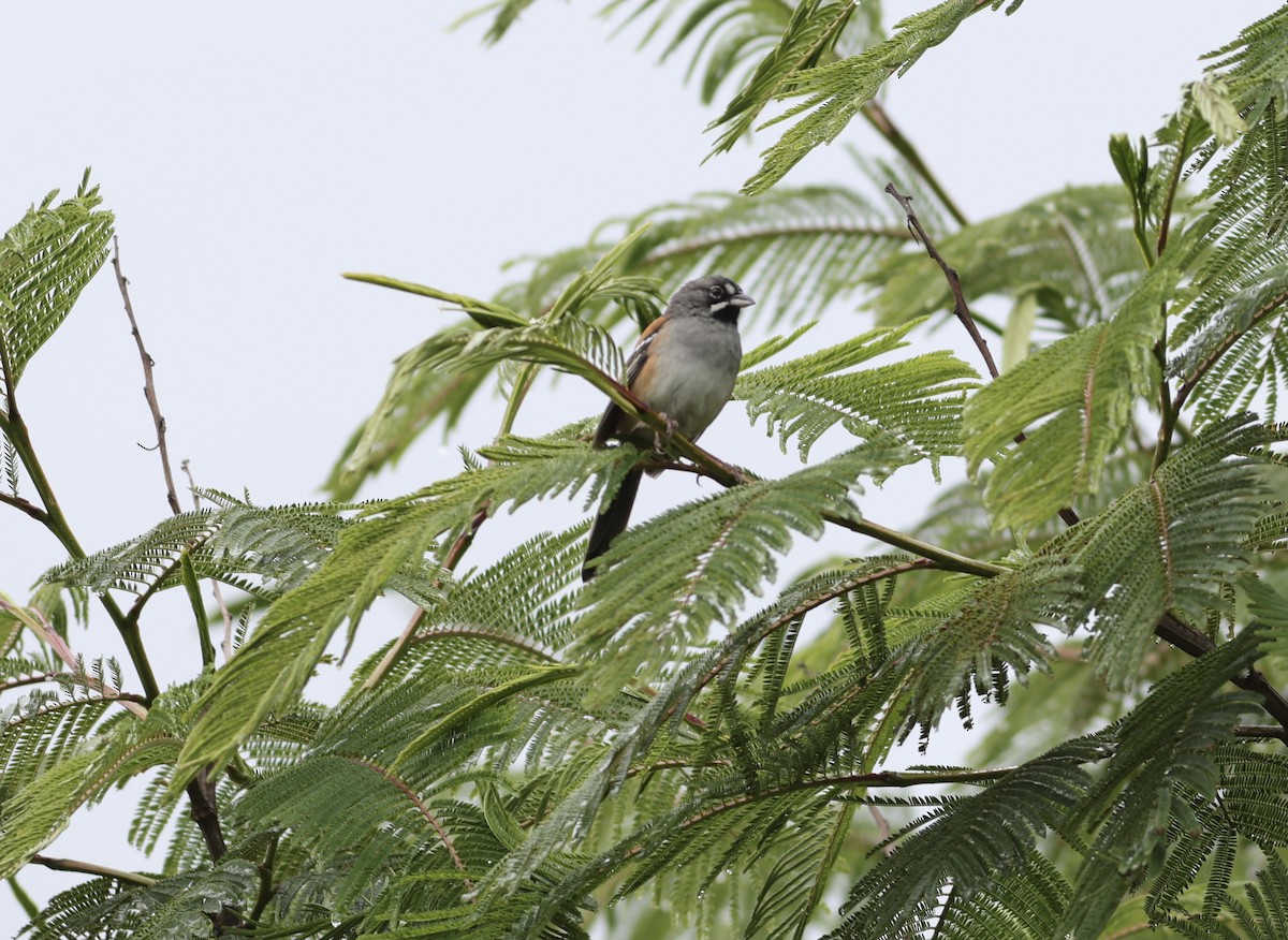Bridled Sparrow - ML638480374