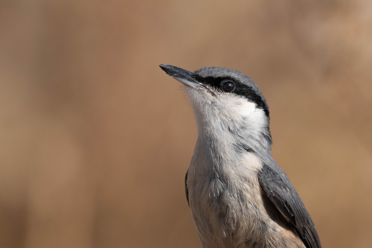 Western Rock Nuthatch - ML638480385