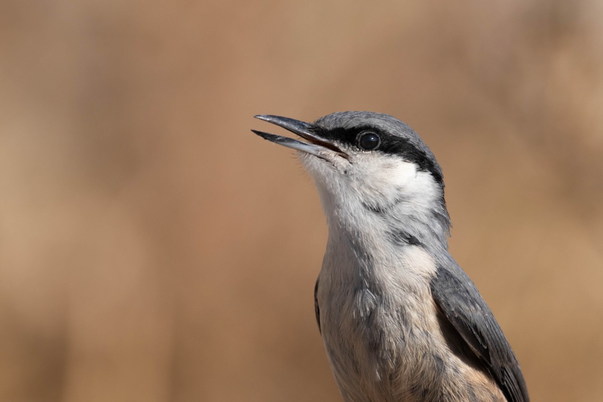 Western Rock Nuthatch - ML638480386