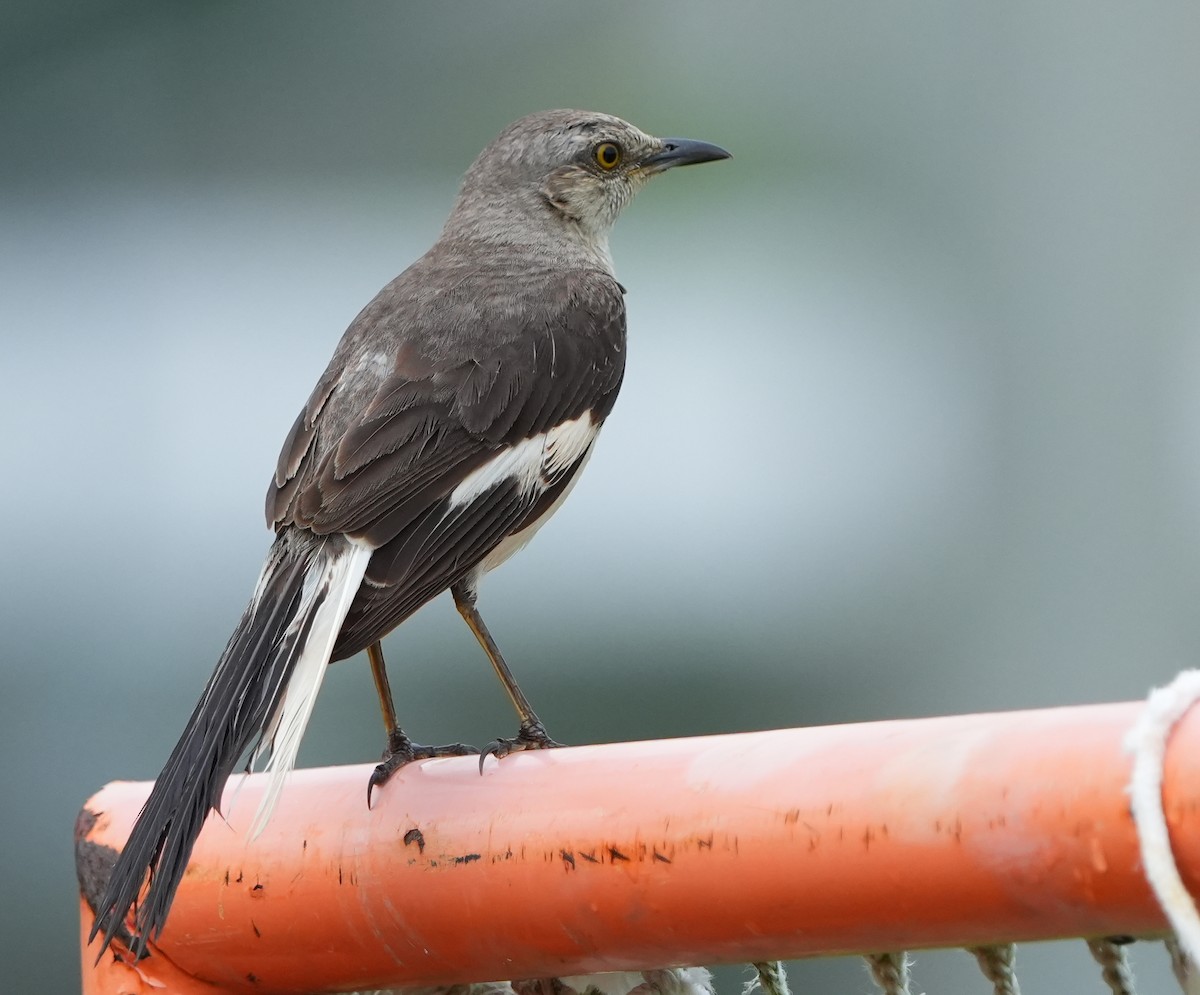 Northern Mockingbird - ML638480405