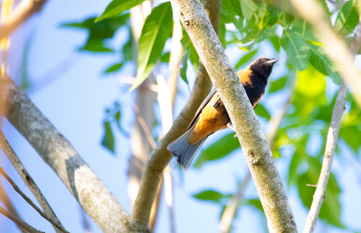 Burnished-buff Tanager - ML638480408