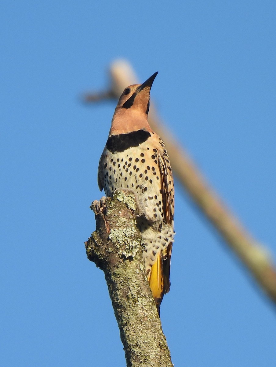 Northern Flicker (Yellow-shafted) - ML638480409