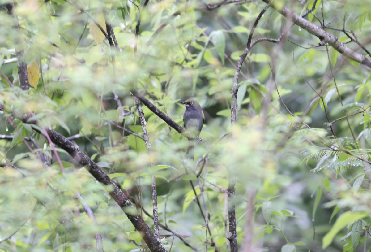 Slaty Vireo - Nick  Lund