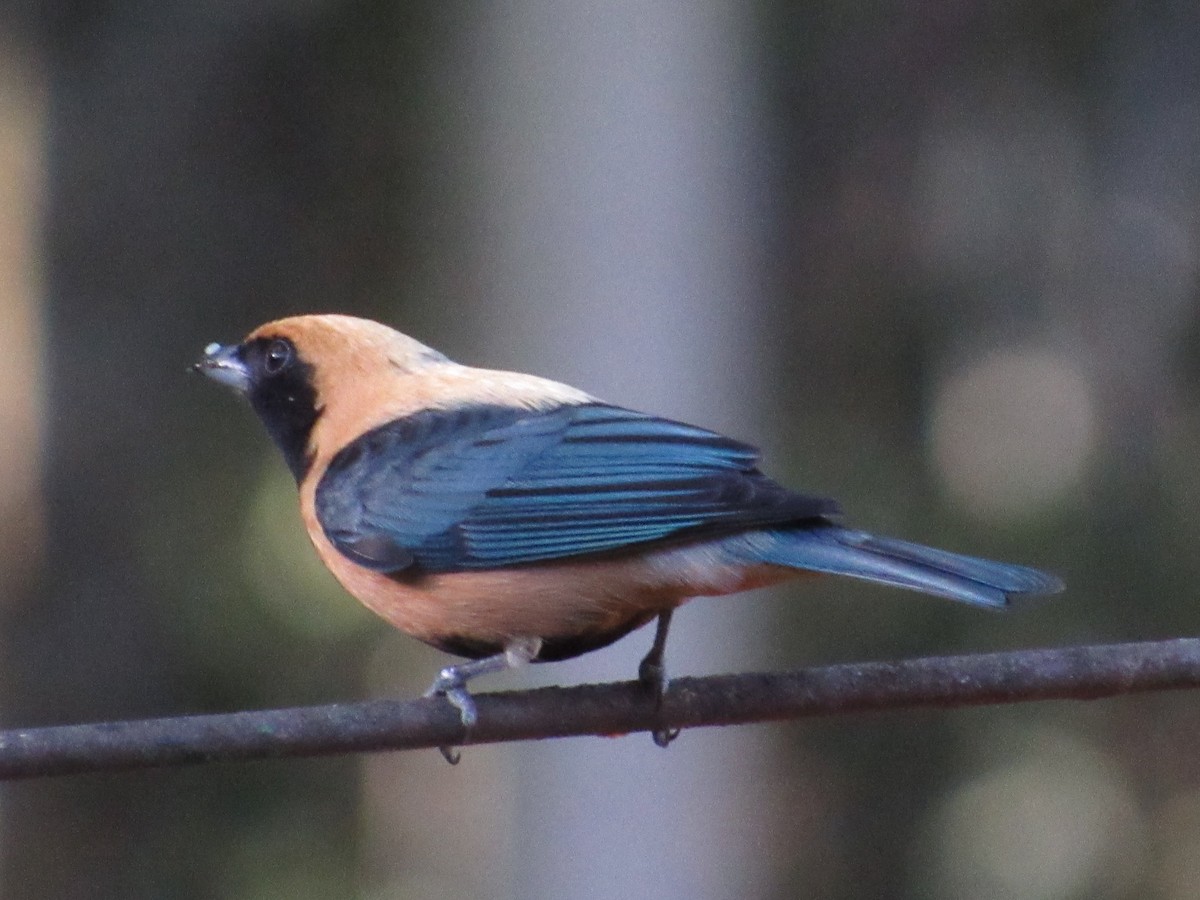 Burnished-buff Tanager - ML638480413